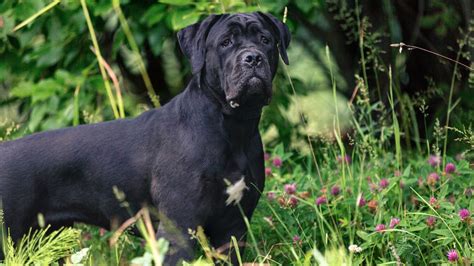 Cane Corso Dog Breed Profile Petsradar
