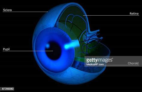 Vitreous Humour Photos And Premium High Res Pictures Getty Images