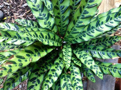 Snake Plant Low Light Plants Outdoor Plants Tropical