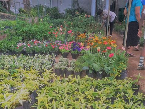 One of the best ways to stay positive during this stressful time is to be outside in the beautiful florida sunshine surrounded by healthy green trees, plants and flowers. Pin by tharindu on Polwatta Plant Nursery | Plants, Plant ...