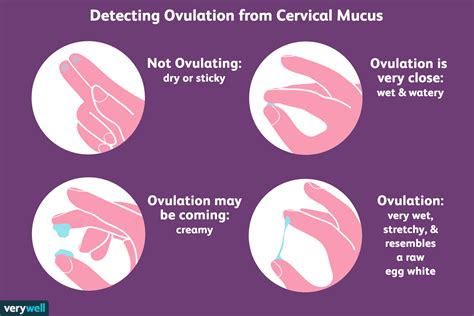 How To Check Your Cervix At Home For Pregnancy Grizzbye