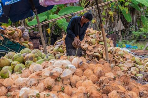 Coconut Harvesting On Tropical Samui Island In Thailand Stock Photo
