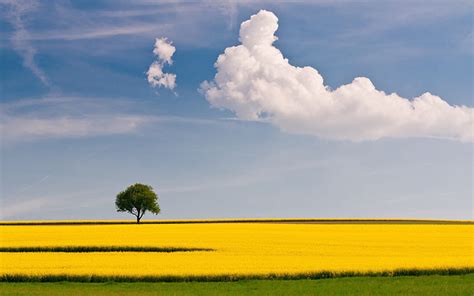 雲空、 風景、 木、 雲、 フィールド、 空の下の木と黄色の花畑、 Hdデスクトップの壁紙 Wallpaperbetter