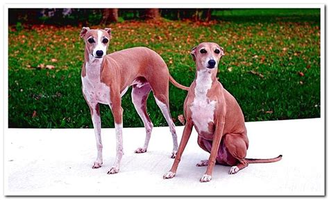 The Italian Greyhound Complete Guide To The Breed With Photos And