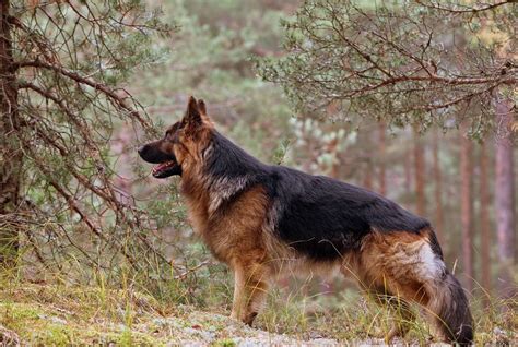 How To Know German Shepherd Original Breed