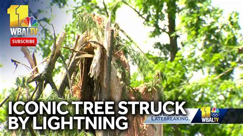 Iconic Tree Struck By Lightning Explodes In Baltimore Youtube