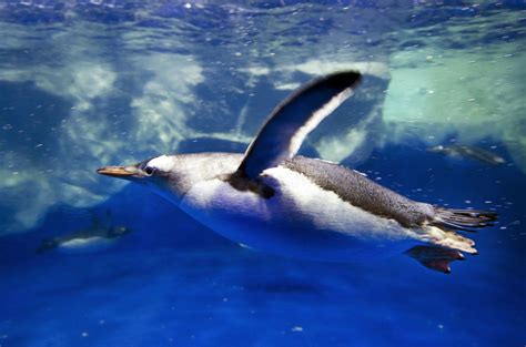 Ingyenes Háttérképek Madarak Pingvinek állatok Tenger Viz Alatti