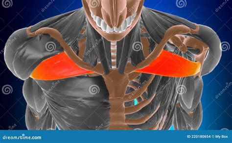 Clavicular Part Of Deltoid Anatomy For Medical Concept 3d Stock