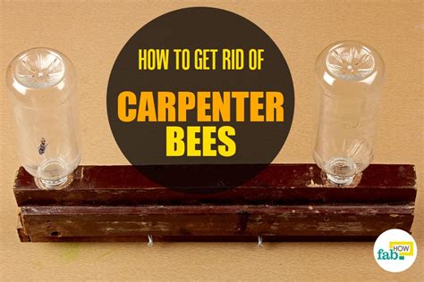 How to get rid of ground bees naturally. How to Get Rid of Carpenter Bees Naturally | Fab How