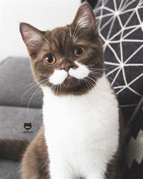 Meet Gringo The Cat With White Mustache Whos Going Viral On Instagram