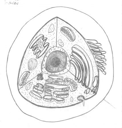 Human Cell Coloring Page Coloring Home