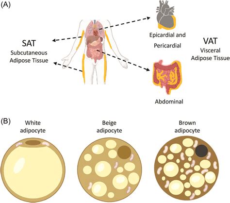 adipose tissue classification a anatomical classification of the download scientific diagram