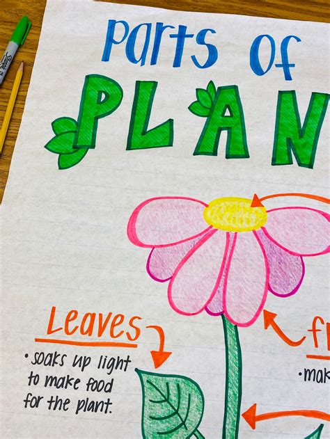 Parts Of A Plant Anchor Chart Etsy
