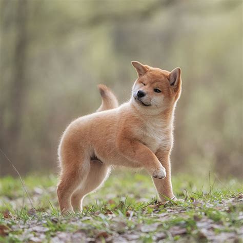 The joy of the soul forms the most beautiful days of life 🍃 #sesameshiba #puppyshiba #shibalove #shibainupuppies #puppies_of_instagram #puppies🐶 #shibainumania #shibaoftheday. Shiba Inu Puppies for Sale Near Me from Vetted Breeders