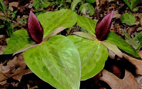 Get Your Botany On Sessile Trillium