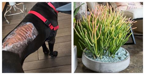 Prepare for a full day adventure requiring planning, timing and a whole lot of water. Two Dogs Nearly Died After Being Exposed To Toxic Plant ...