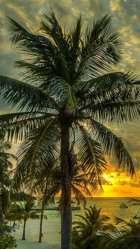 Pin By Victoria Perrin On Beautiful Landscape Photography Palm Tree