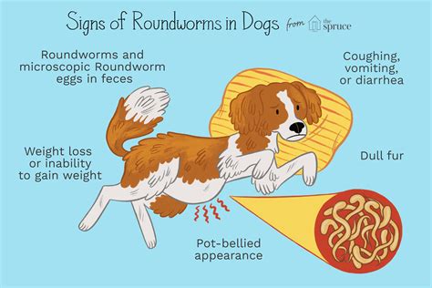 Canine Roundworm Treatment