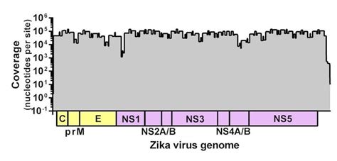 Miseq Protocol For Zika Virus Sequencing Andersen Lab