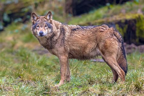 Top Wolf Profile Stock Photos Pictures And Images Istock