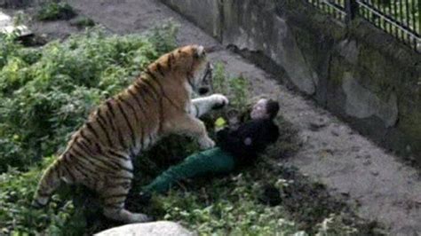 Russia Zookeeper Recovering From Tiger Attack Bbc News