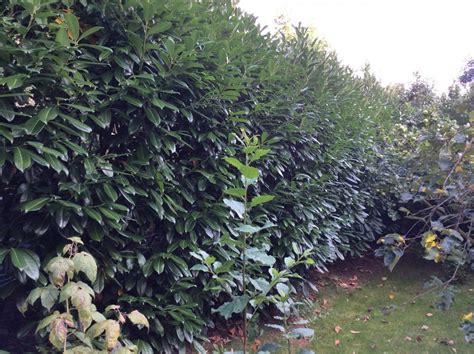 Kirschlorbeer schneiden der immergrünen heckenpflanzen. Kirschlorbeerhecke Radikalschnitt Hausgarten von Wann Darf ...