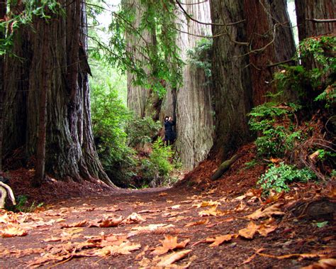 Wallpapers Unlimited Redwood National Park California