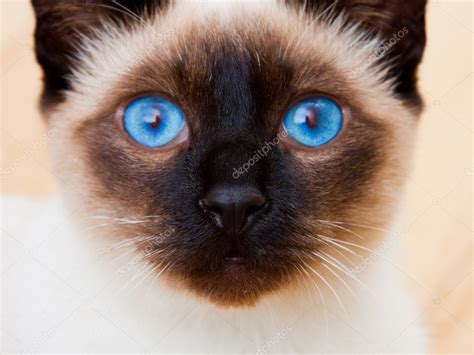 Siamese Cat Face With Vivid Blue Eyes — Stock Photo © Npetrov 2191168