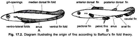 Fin System Of Fishes With Diagram Chordata Zoology