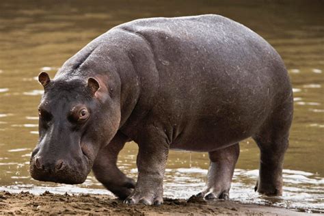 Vida Del Hipopótamo Imágenes Y Fotos