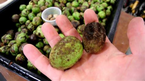 A Look At The Shagbark Hickory Nut And The Butternut YouTube