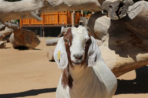Reid Park Zoo Today Is World Goat Day Goats Were Among Facebook