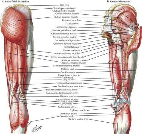 Tendons In Upper Leg Ruptured Tendon Torn Muscle Symptoms