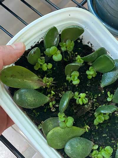 How To Regrow Jade Plant From Leaf