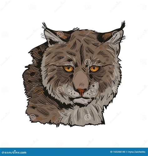 Eurasian Lynx Isolated Vector Illustration Vector Hand Drawn Wild