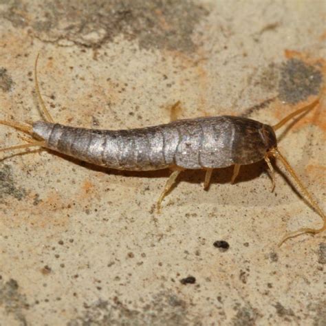 How To Get Rid Of Silverfish Get Rid Of Silverfish Naturally