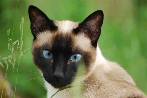 The siamese is a study in length. Siamese Cat: Behavior, Character and Curiosities - Catsfud