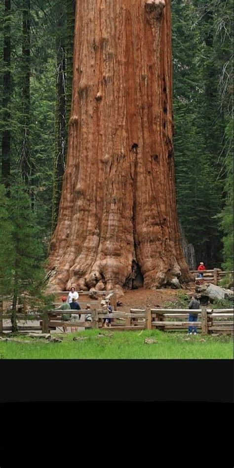 Amazing Nature Beautiful Landscapes Giant Sequoia Trees Giant Tree