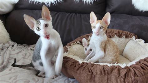 Cornish rex kitten cornish rex cat i love cats crazy cats cool cats chat sphynx baby cornish rex cats | pet health insurance & tips. Cornish Rex cat babys 10 weeks old - YouTube