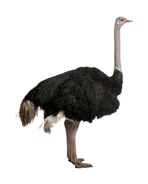 Ostrich Png Transparent Image Download Size 1611x2000px