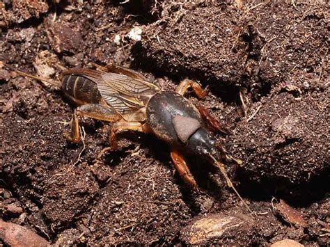 How To Kill Mole Crickets And Prevent Lawn Damage