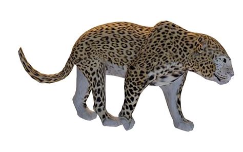 African Leopard 3d Model 3ds Max Files Free Download Cadnav