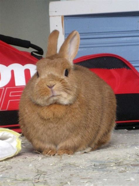 33 Animals Who Are Extremely Disappointed In You Rabbit