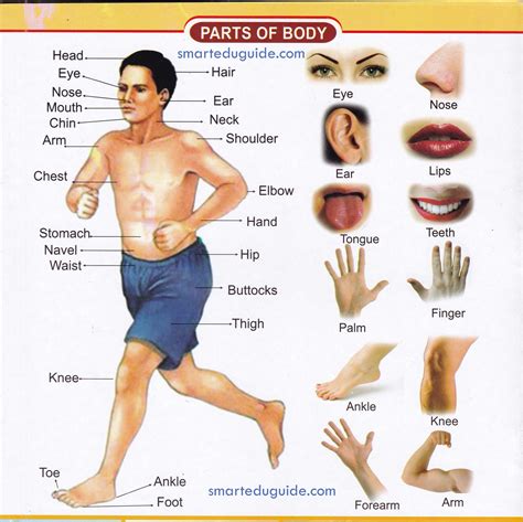 Human Body Parts Name With Picture In English Pdf