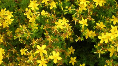 Fra le piante grasse con fiore si possono trovare anche specie particolari sia tappezzanti sia rampicanti. Di fiore in fiore: Iperico