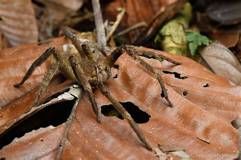 Brazilian Wandering Spider Phoneutria Fera Brazilian Wan Flickr