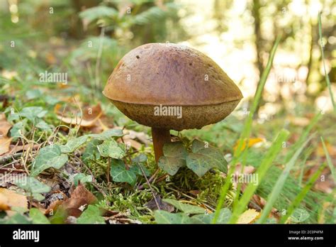 Birch Bolete Edible Mushroom Growing Wild In The Forest Stock Photo Alamy
