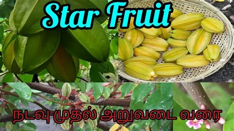 How To Grow Star Fruit Tree At Home நடவு முதல் அறுவடை வரை Youtube