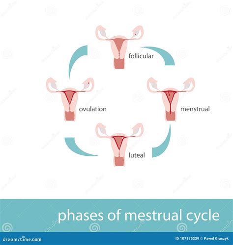 Diagramme De Phases De Cycle Menstruel Illustration De Vecteur