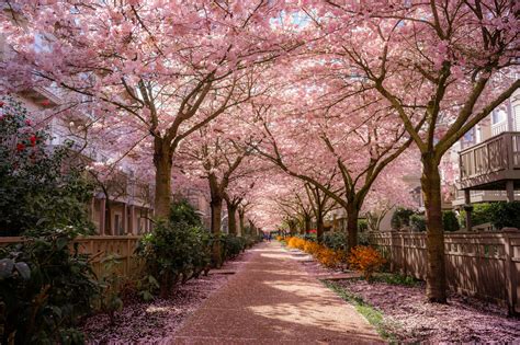 Cherry Blossoms In Vancouver Bc Rpic